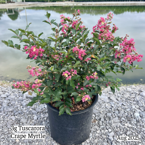 August 2025 3g Tuscarora Crape Myrtle Single Website